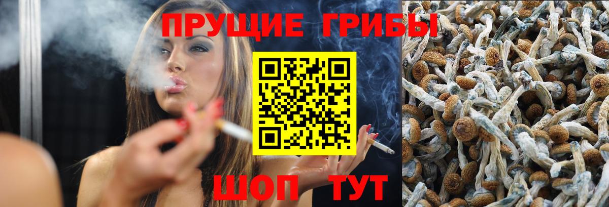 Алейск  Галлюциногенные грибы Psilocybine cubensis  Вход с VPN 